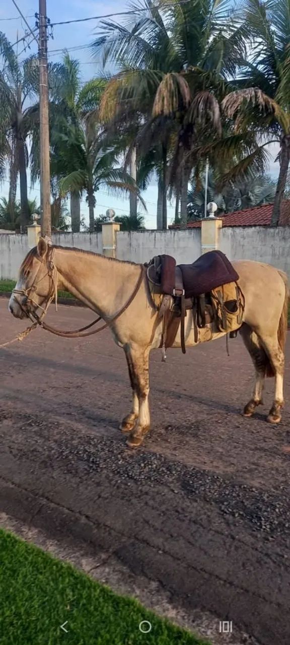 Cavalo 
