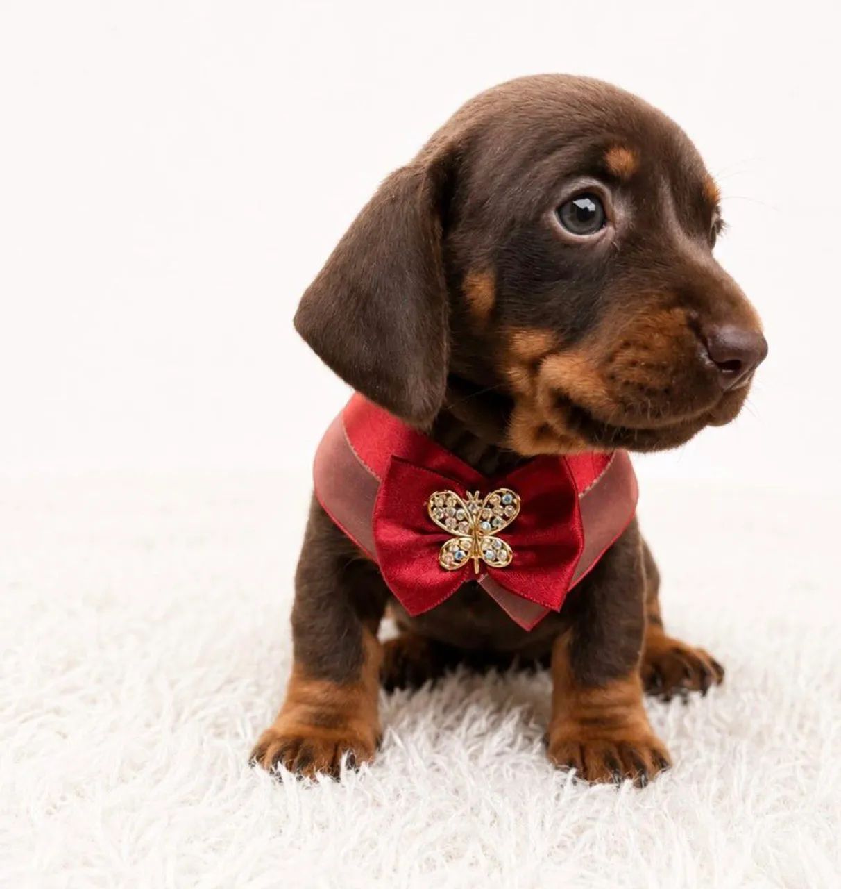 Dachshund macho chocolate 
