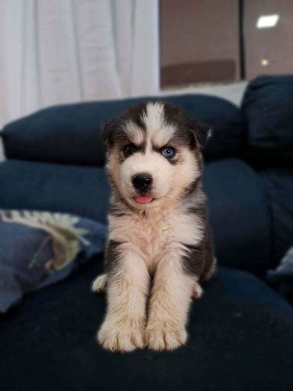 Husky 
