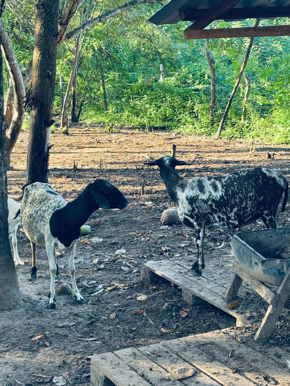 Ovelhas e carneiro  - Foto 3