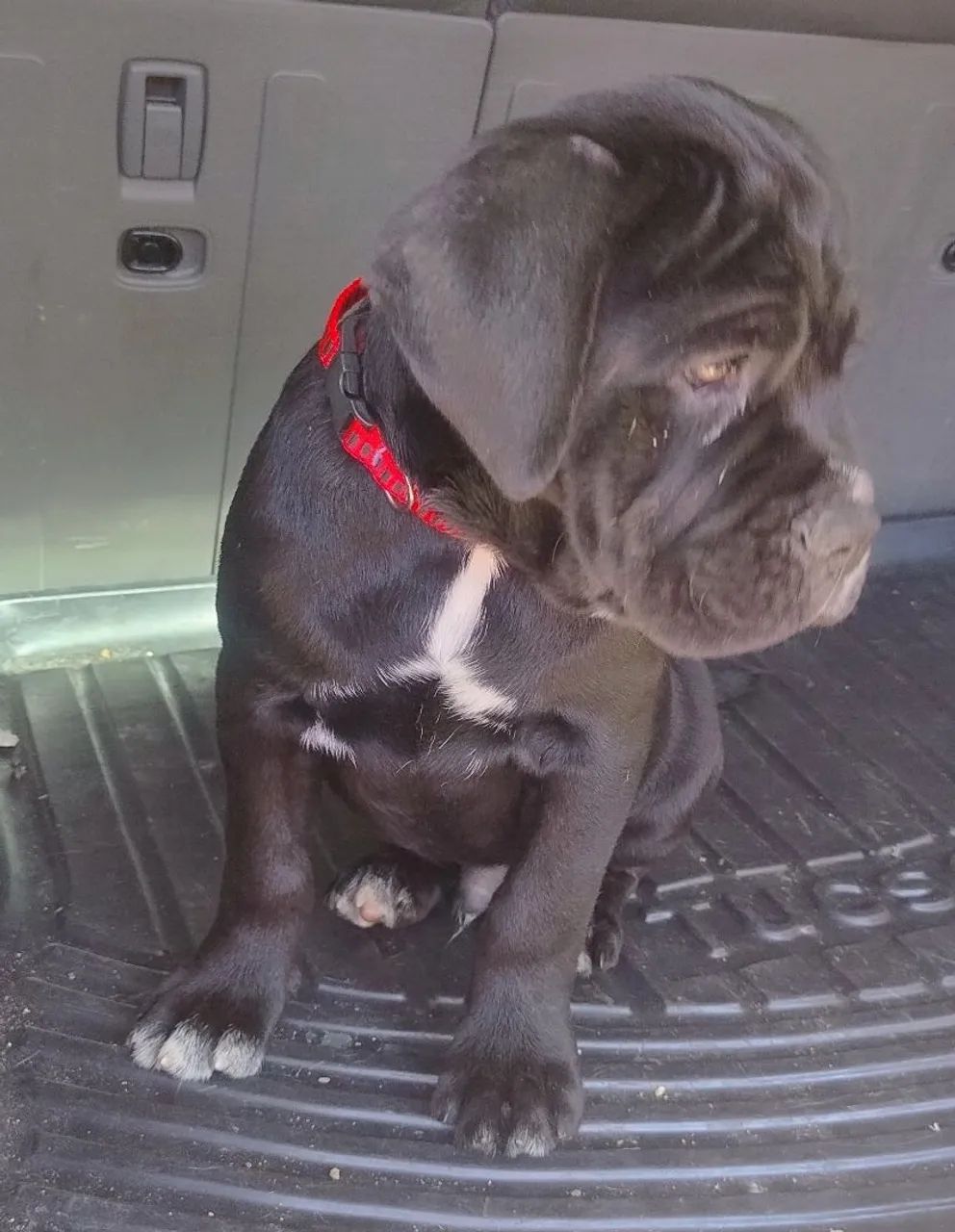 Filhotes Cane corso 
