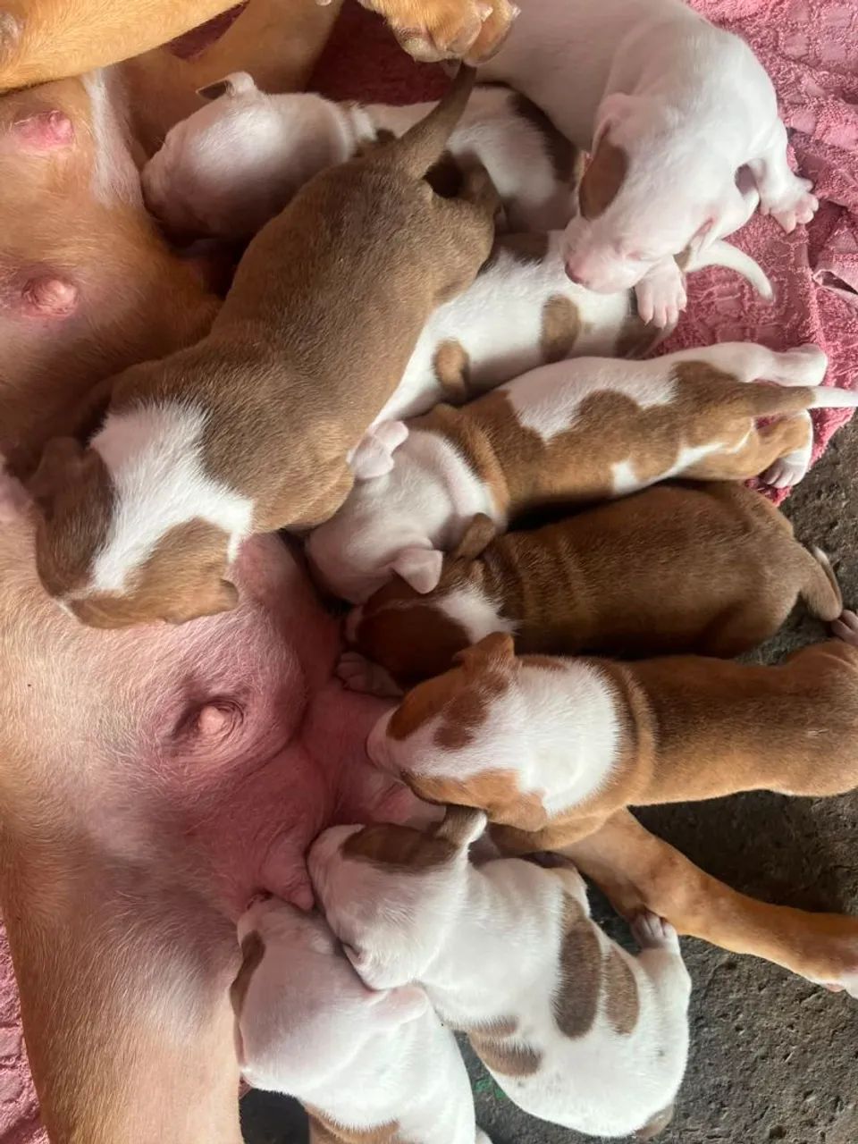 Pitbulls disponíveis - Foto 5