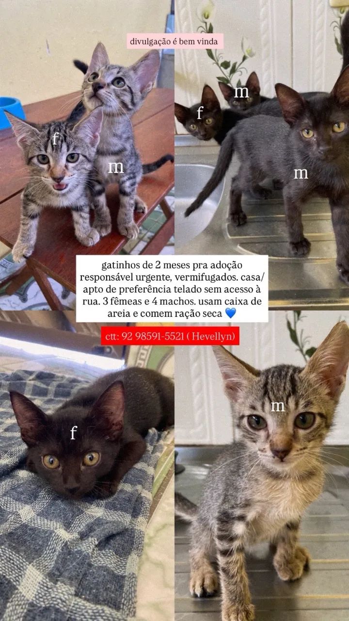 Filhotes pra adoção responsável 