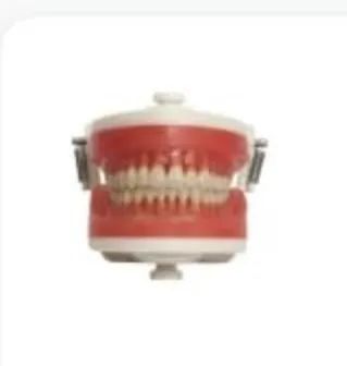 Manequim top dentistica Pd100 -Pronew 