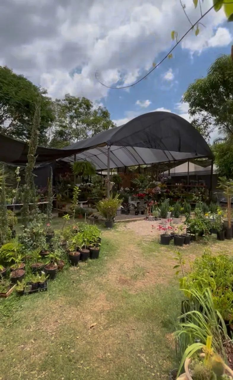 Vende-se viveiro de plantas  - Foto 4