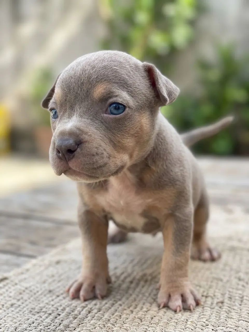Filhote American bully - Foto 3
