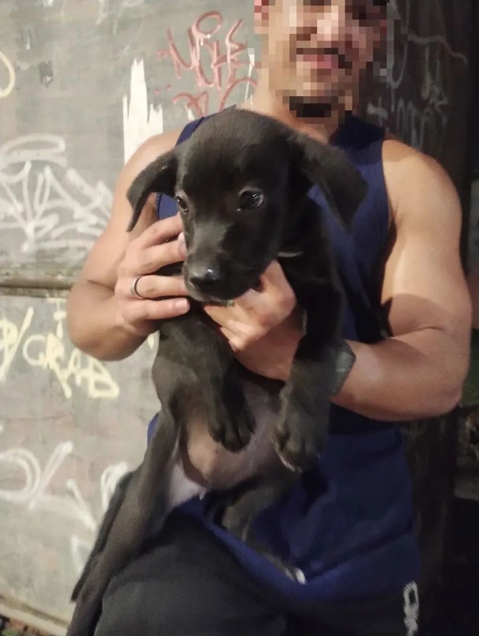 Cachorro  - Foto 3