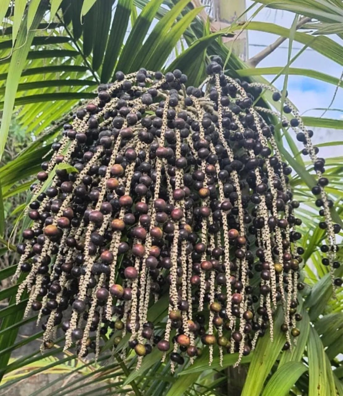 MUDAS AÇAÍ  - Foto 5