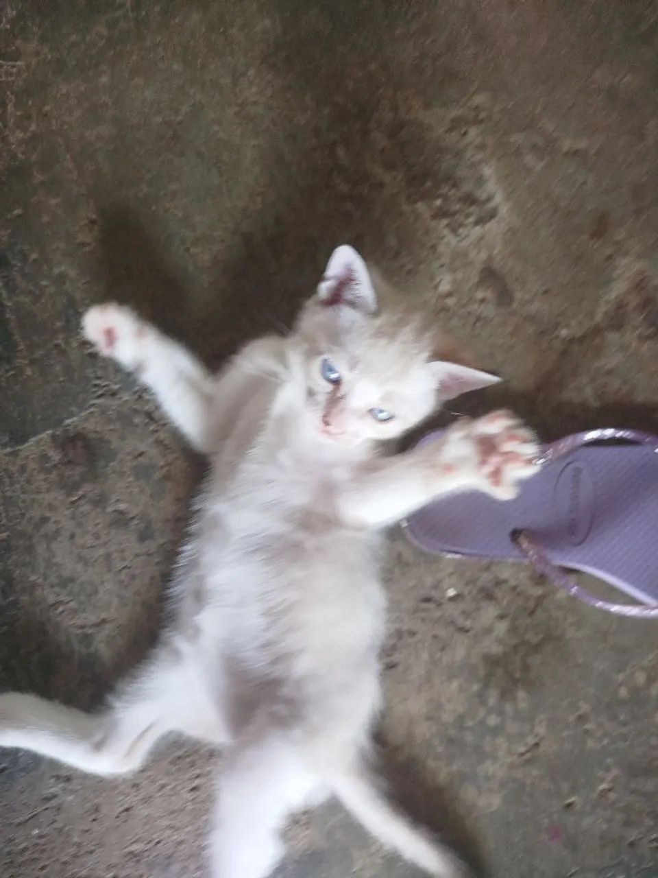Gatinho pra doação  - Foto 3