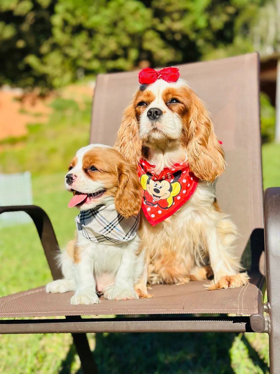 CAVALIER KING CHARLES SPANIEL PREMIUM!!! - Foto 2
