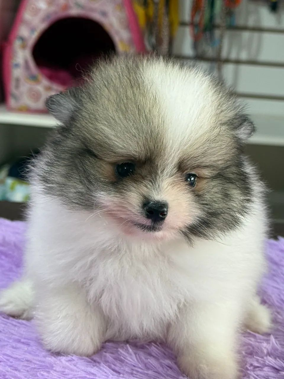 Spitz Alemão  - Foto 4