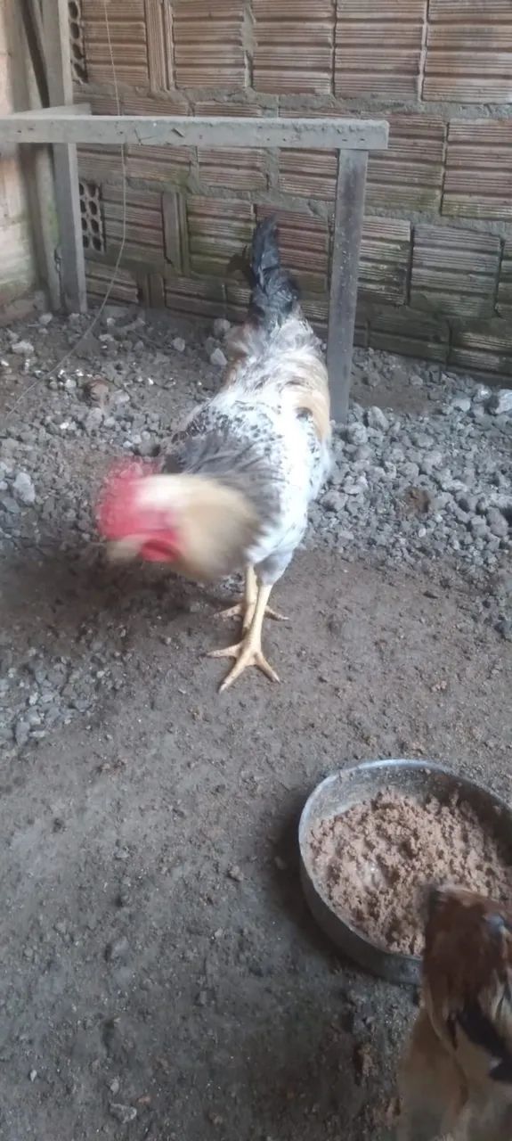 Frango rodelan