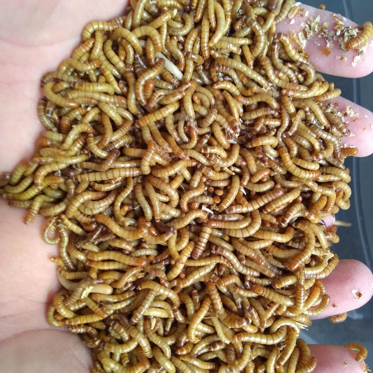 Larvas de Tenébrio  - Foto 3