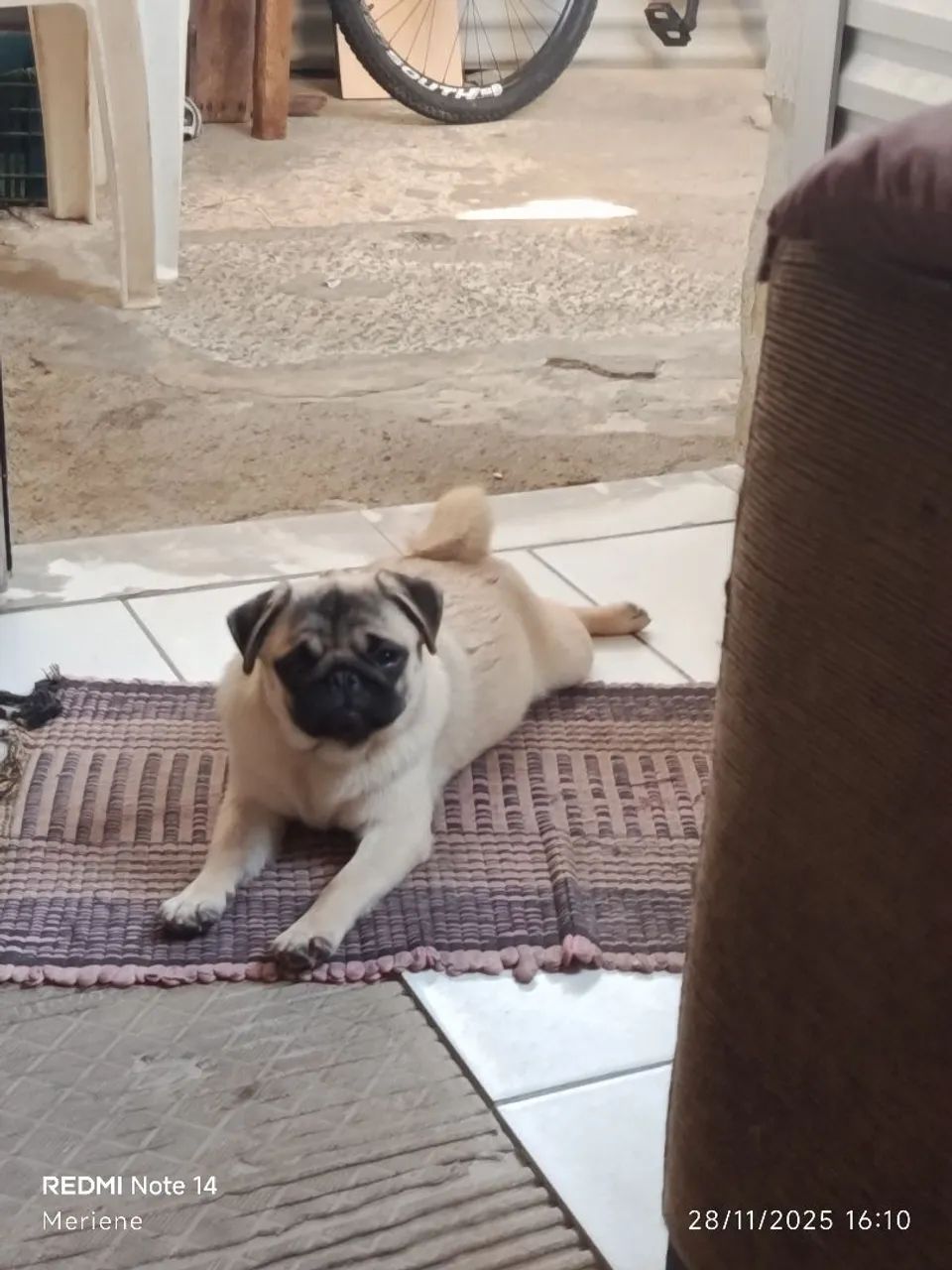 Pug - Foto 4