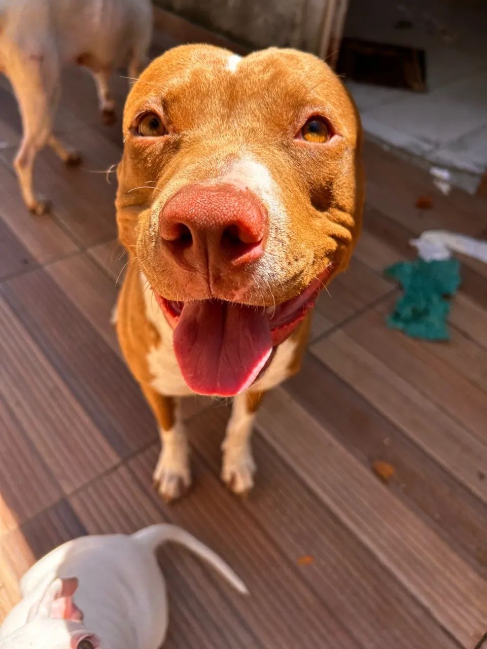 Cachorro 