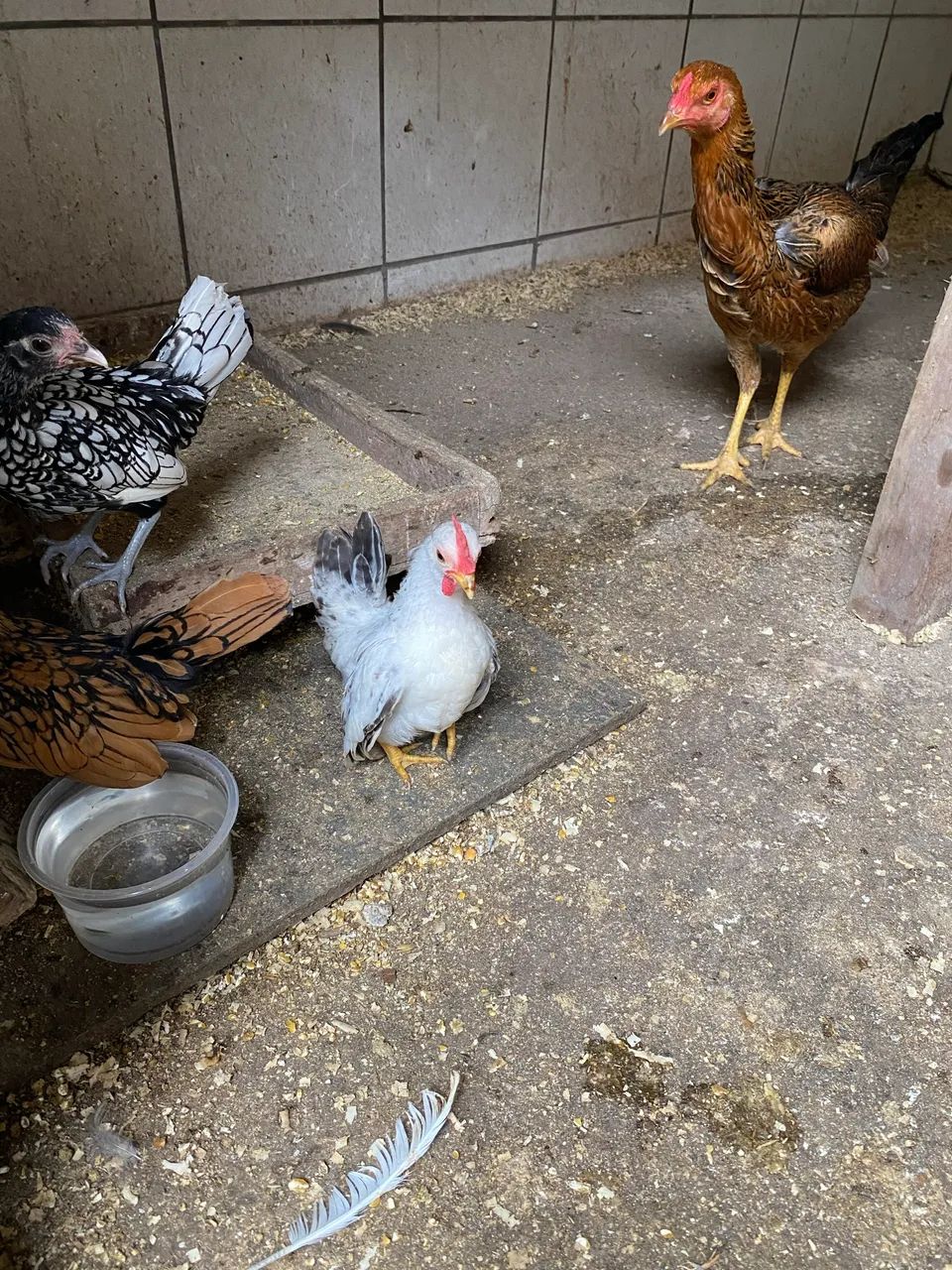 Galo e galinha 