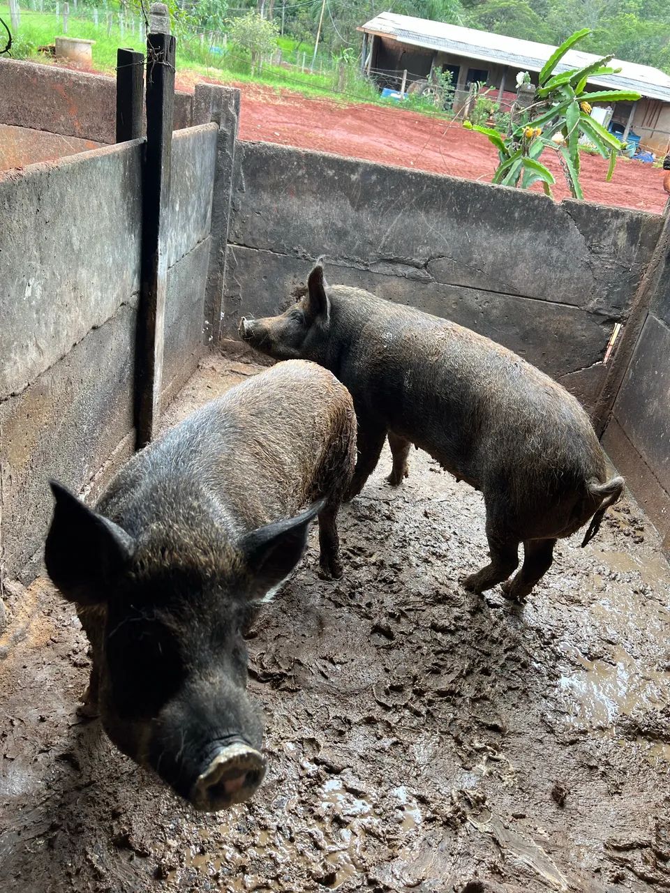 Casal de javali 