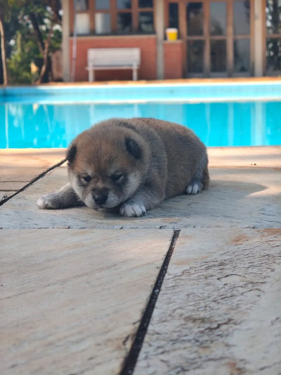 Shiba Inu - Foto 4