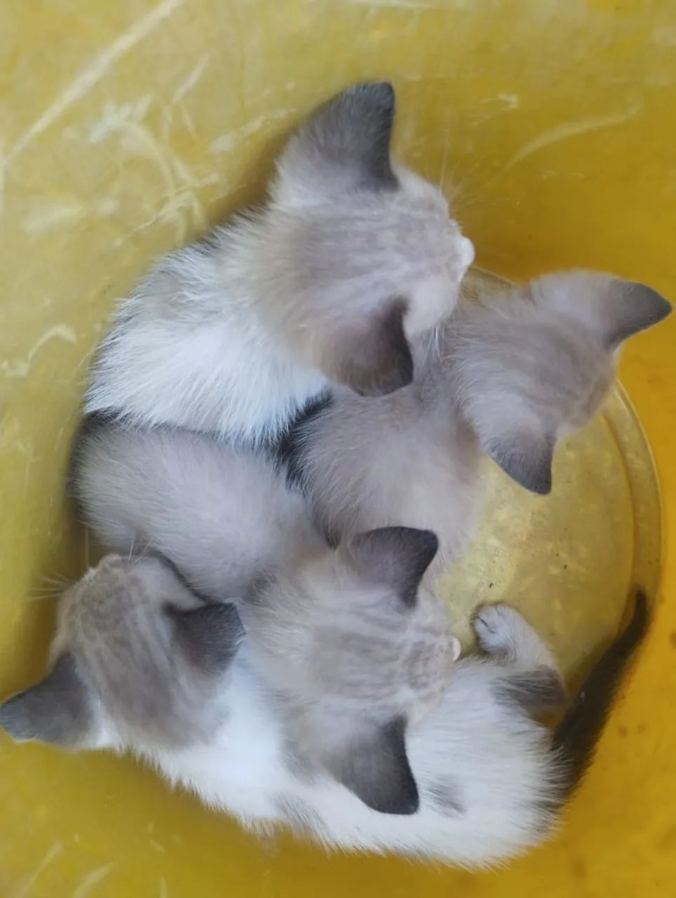 Gatos pra doação  - Foto 5