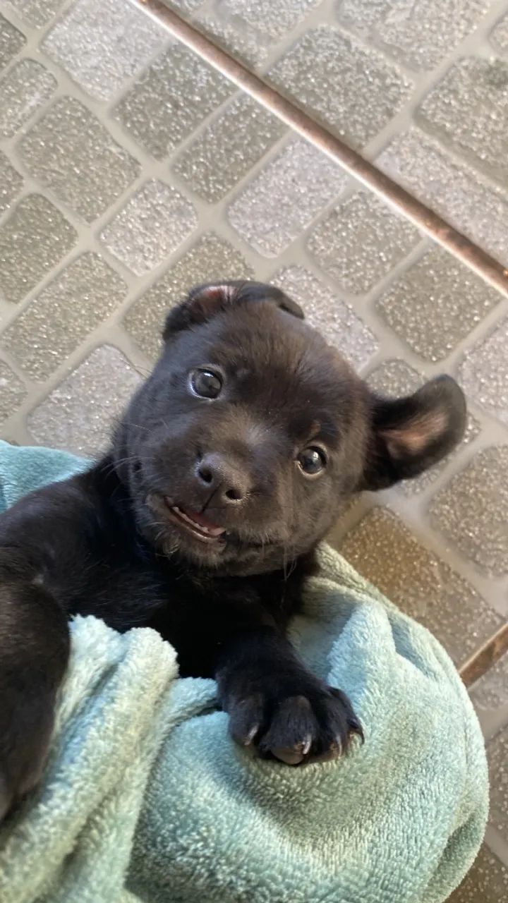 cachorro doação 