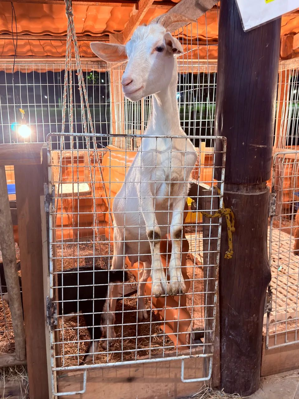Cabra leiteira sannem Raça pura - Foto 6