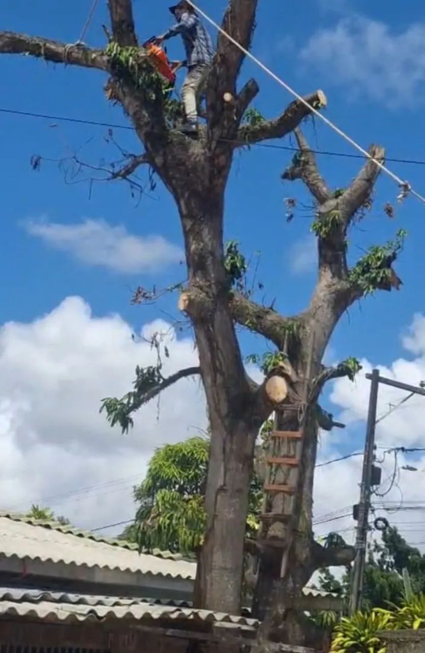 Poda de árvore em geral 