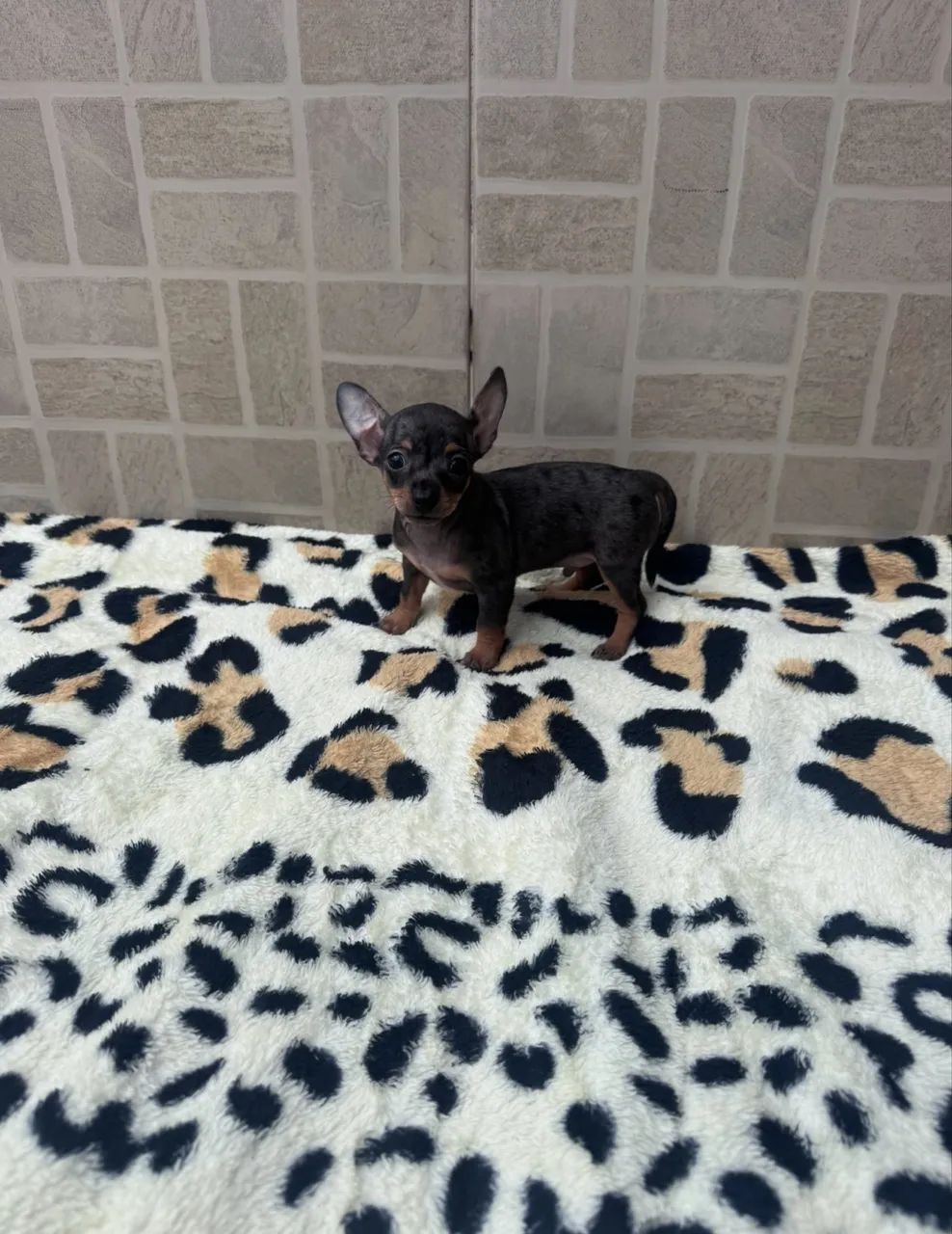 Cachorro  - Foto 5