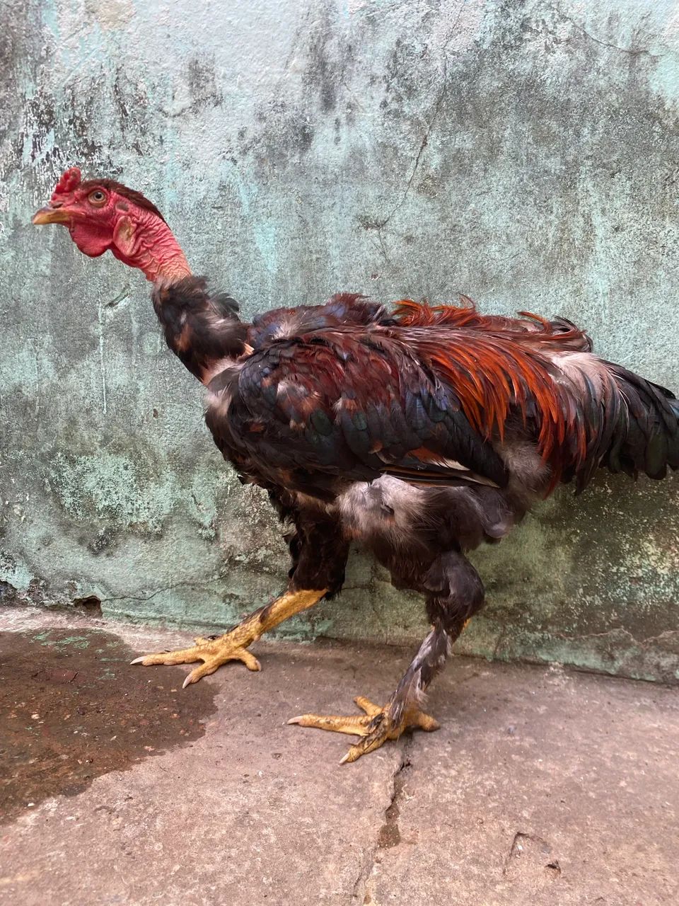 Frango mestiço de Brahma com caipira - Foto 2
