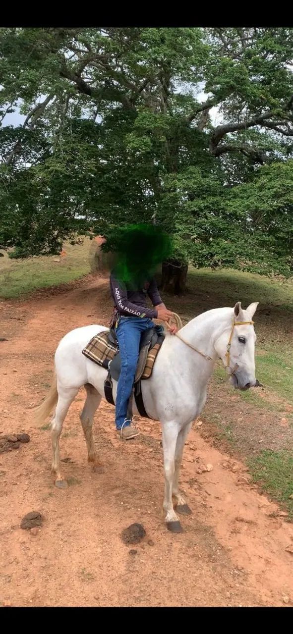 Manga larga macha batida registrada 