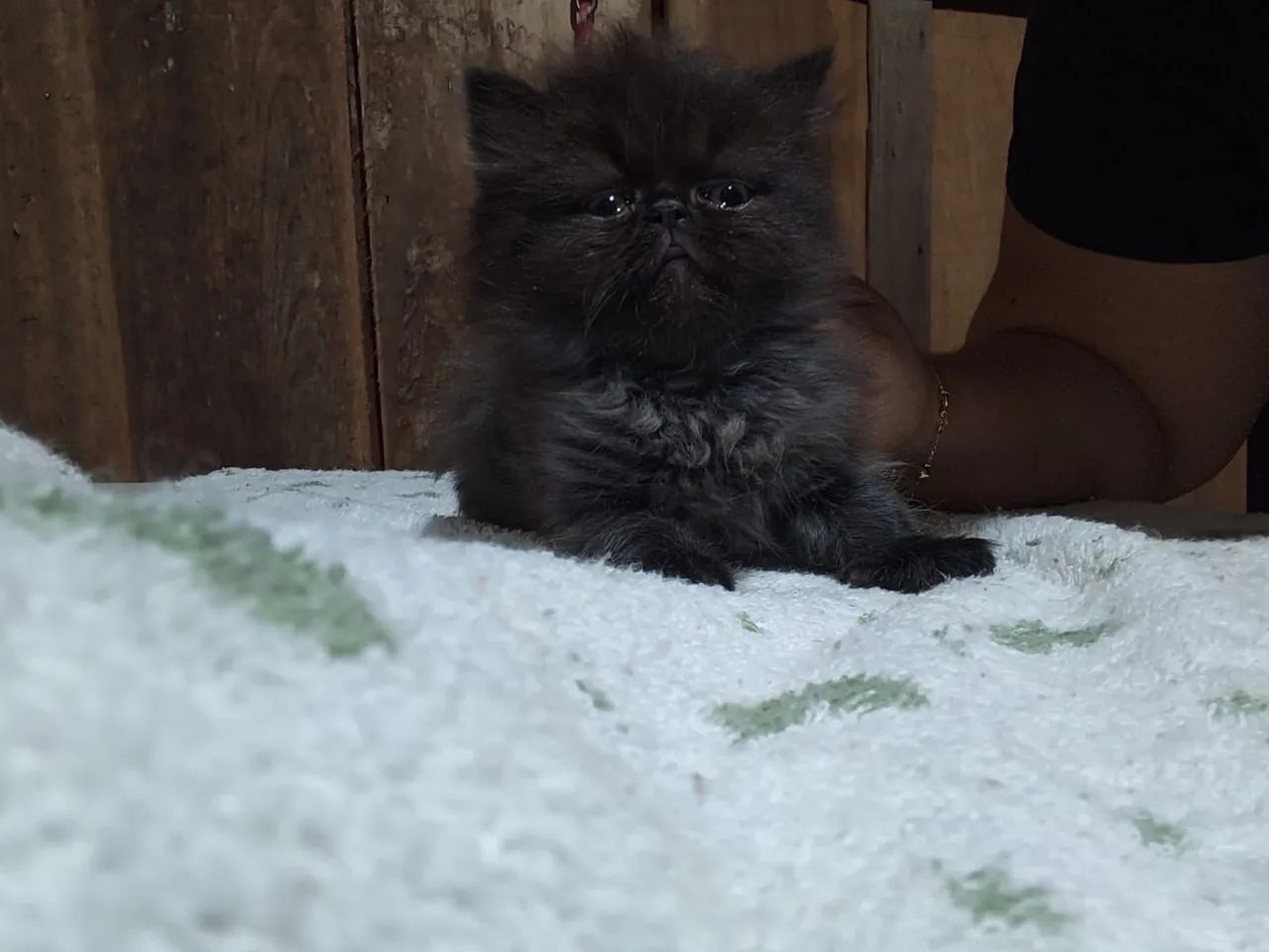 Gato Persa - Foto 2