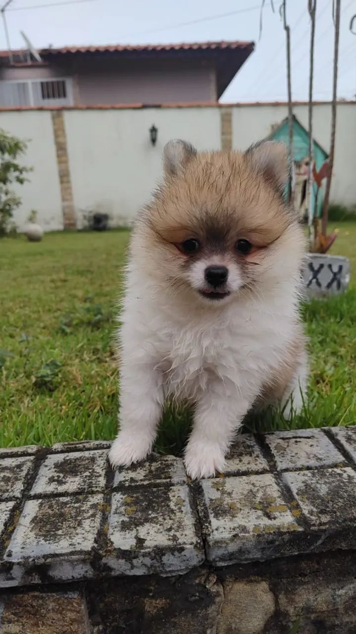 Spitz alemão - Foto 3