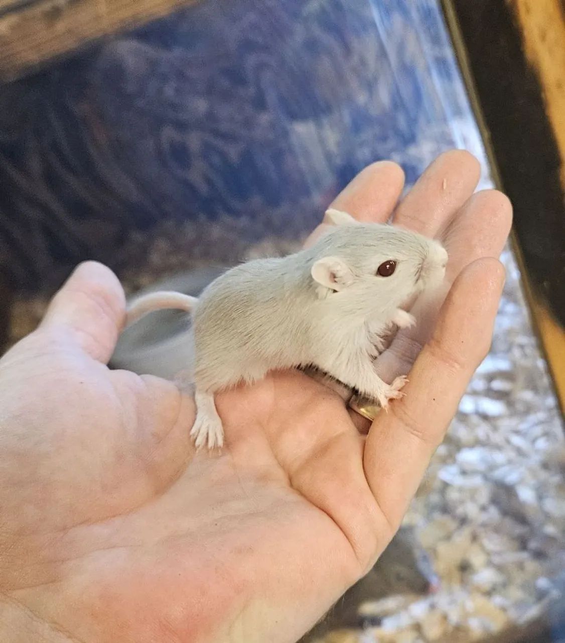 Vendo Gerbil (esquilo da Mongólia) - Foto 4