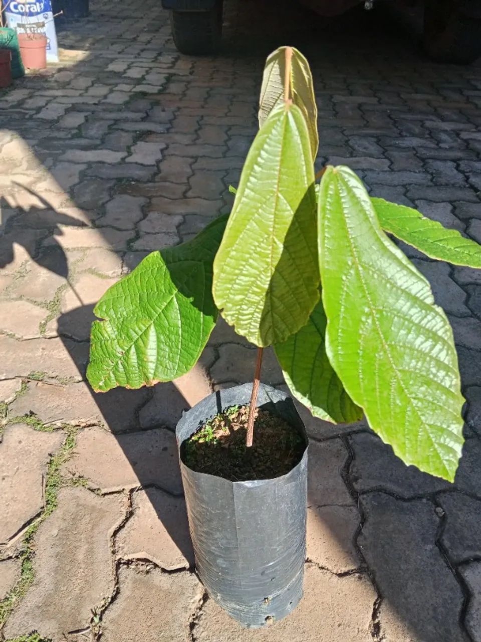 MUDAS DE CUPUAÇU MODIFICADAS - Foto 2