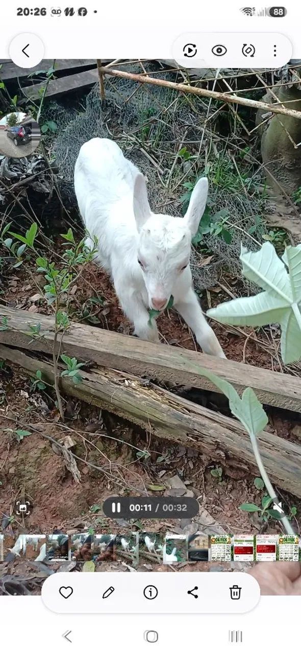 Cabra e cabritinho - Foto 2