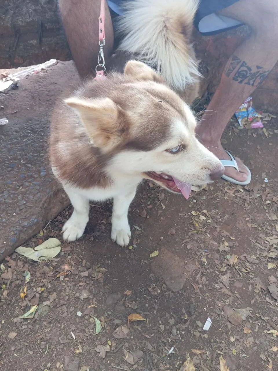 Alaskan Klee Kai - Foto 4