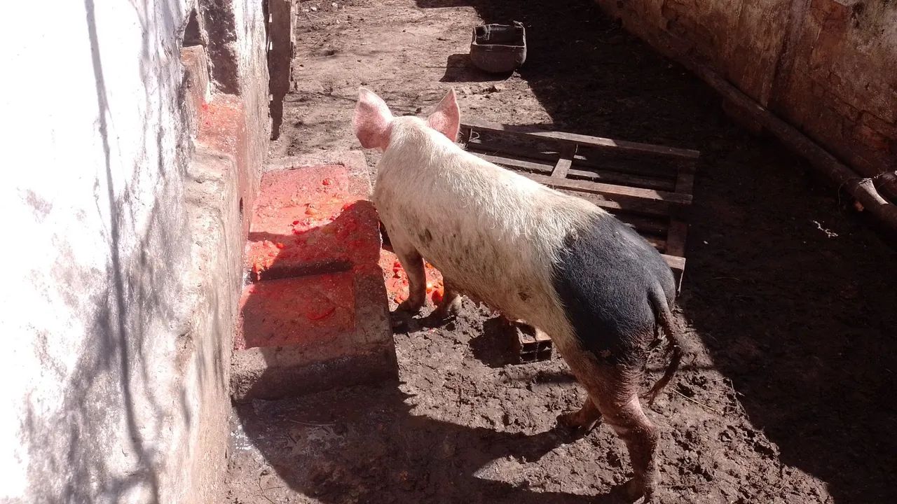 Leitoa  - Foto 2