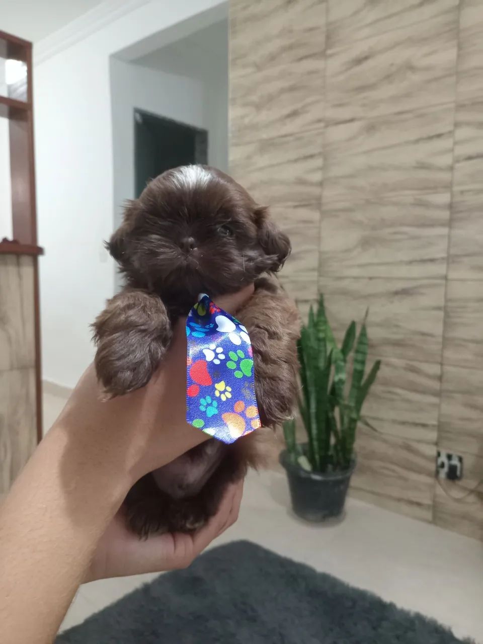 SHITZU 