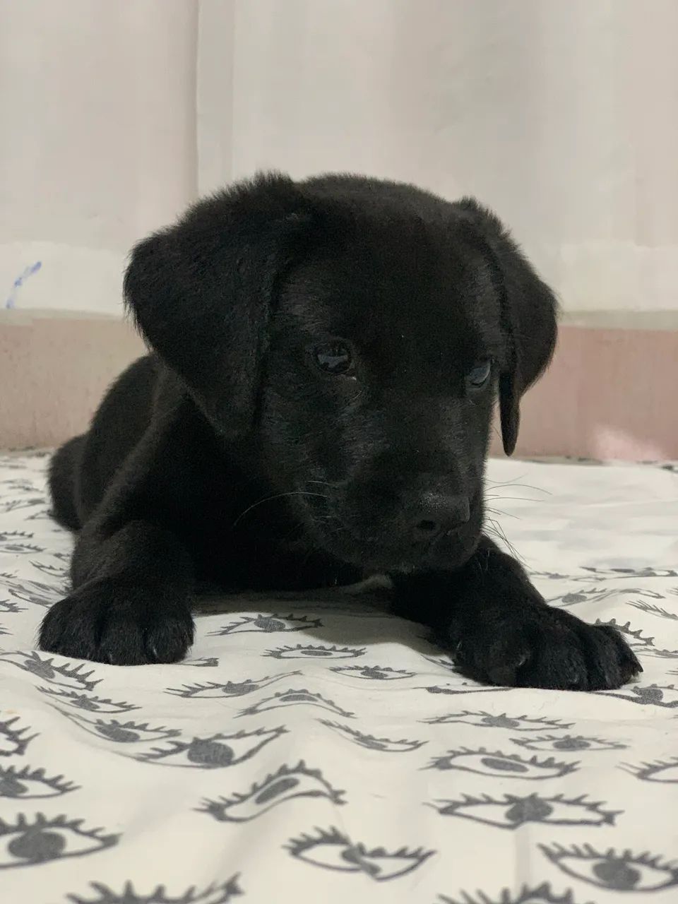 LABRADOR, DOAÇÃO!! - Foto 2