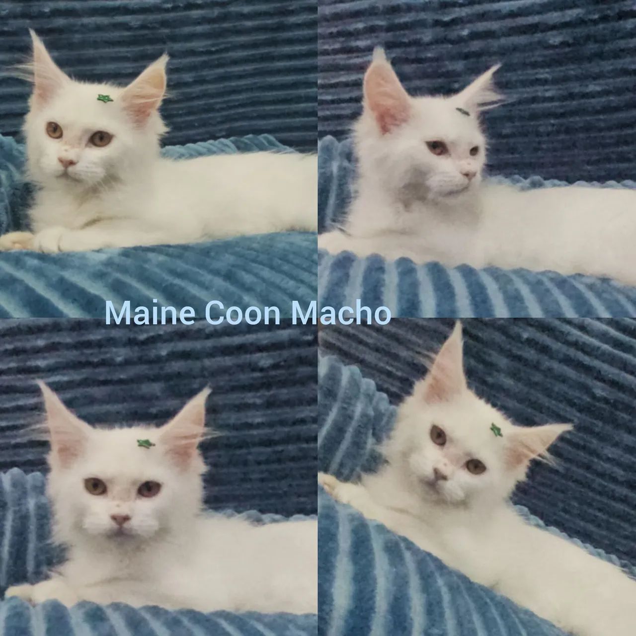 Maine Coon Filhotes - Gatil BSB Cat  - Foto 2