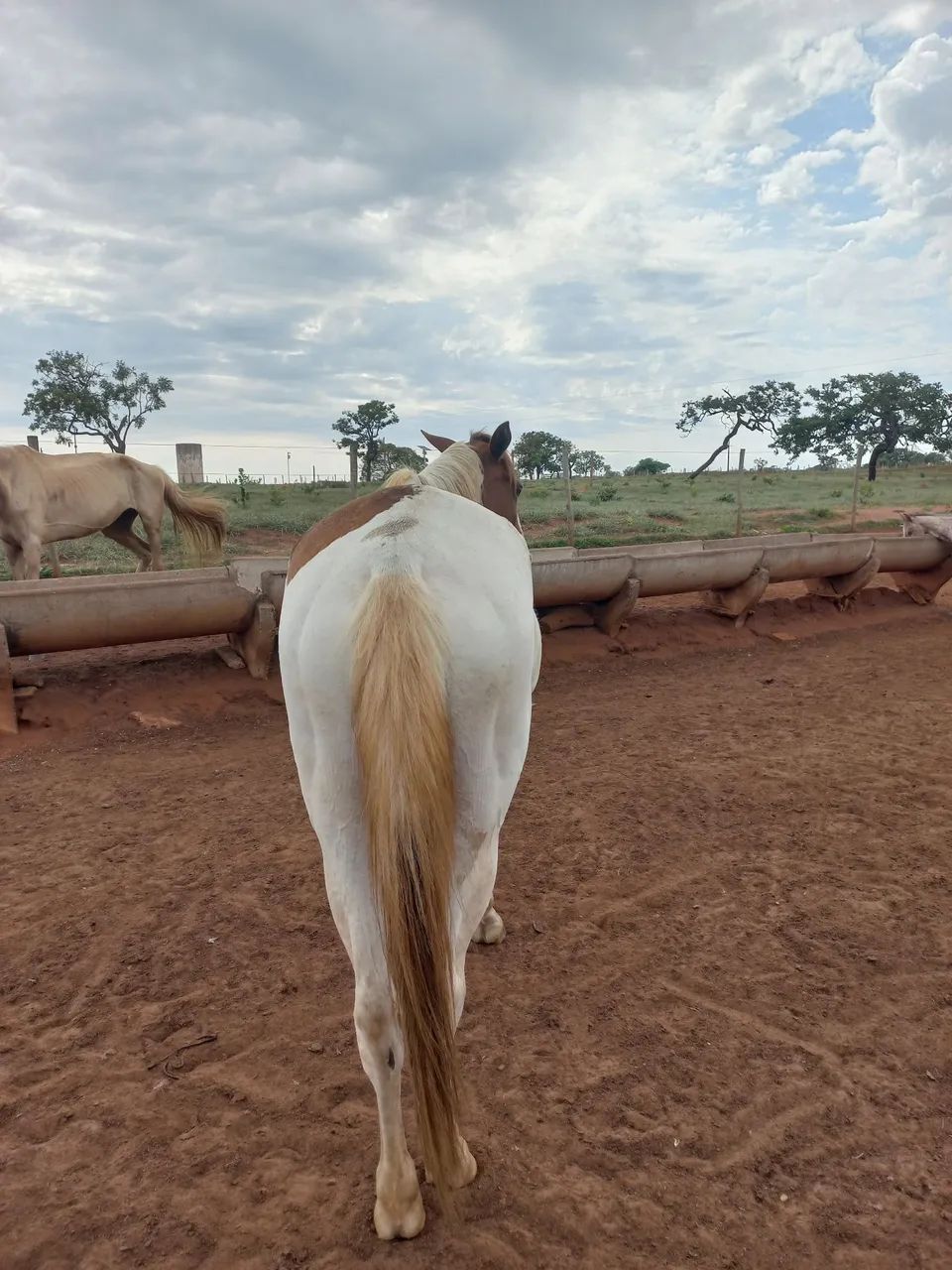 Potra Paint Horse 