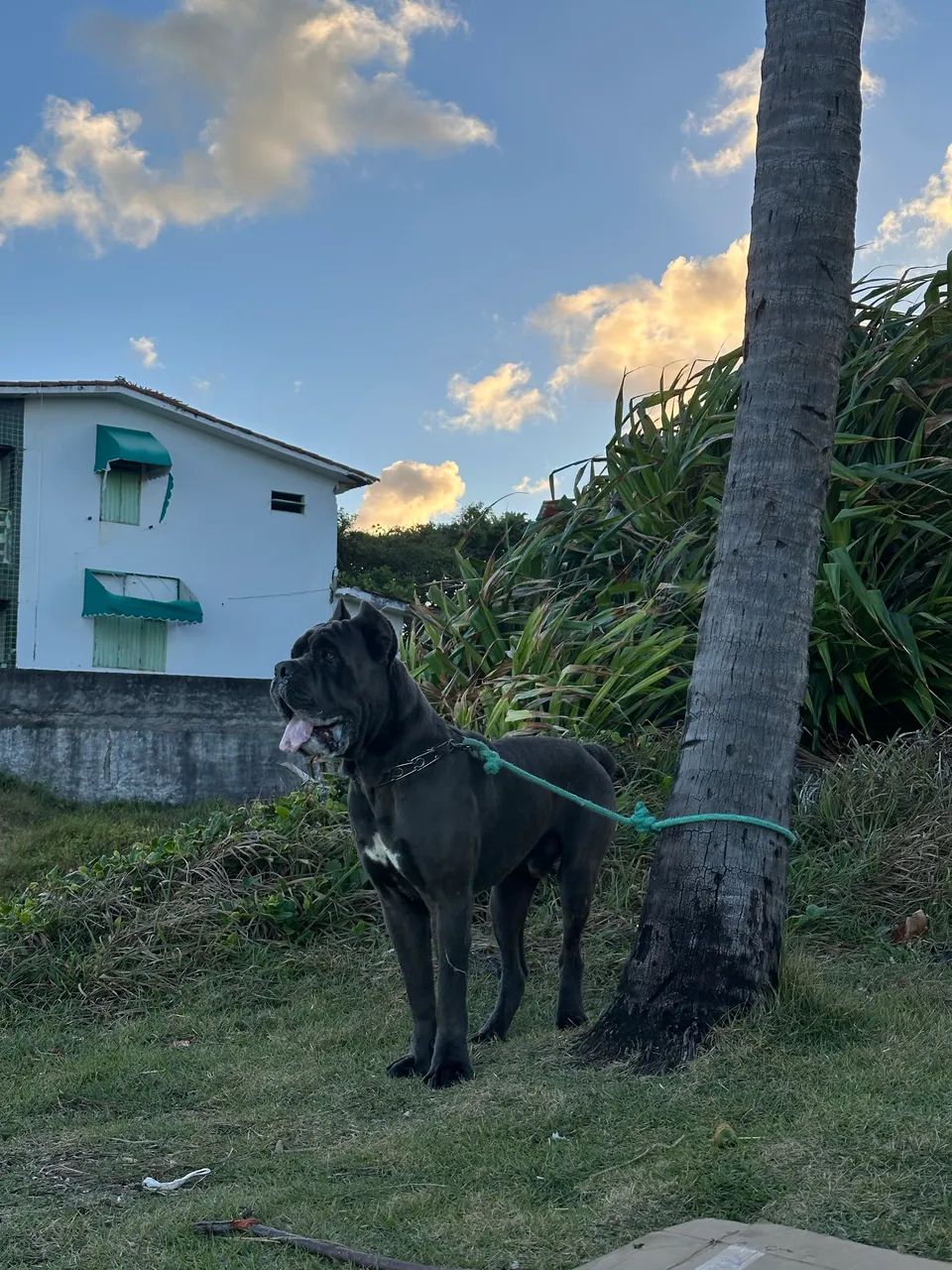 Cane Corso - Procuro uma namorada 