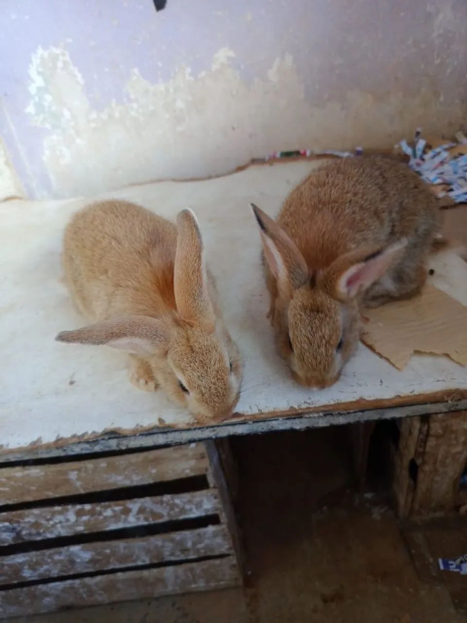 Coelhos - Foto 2