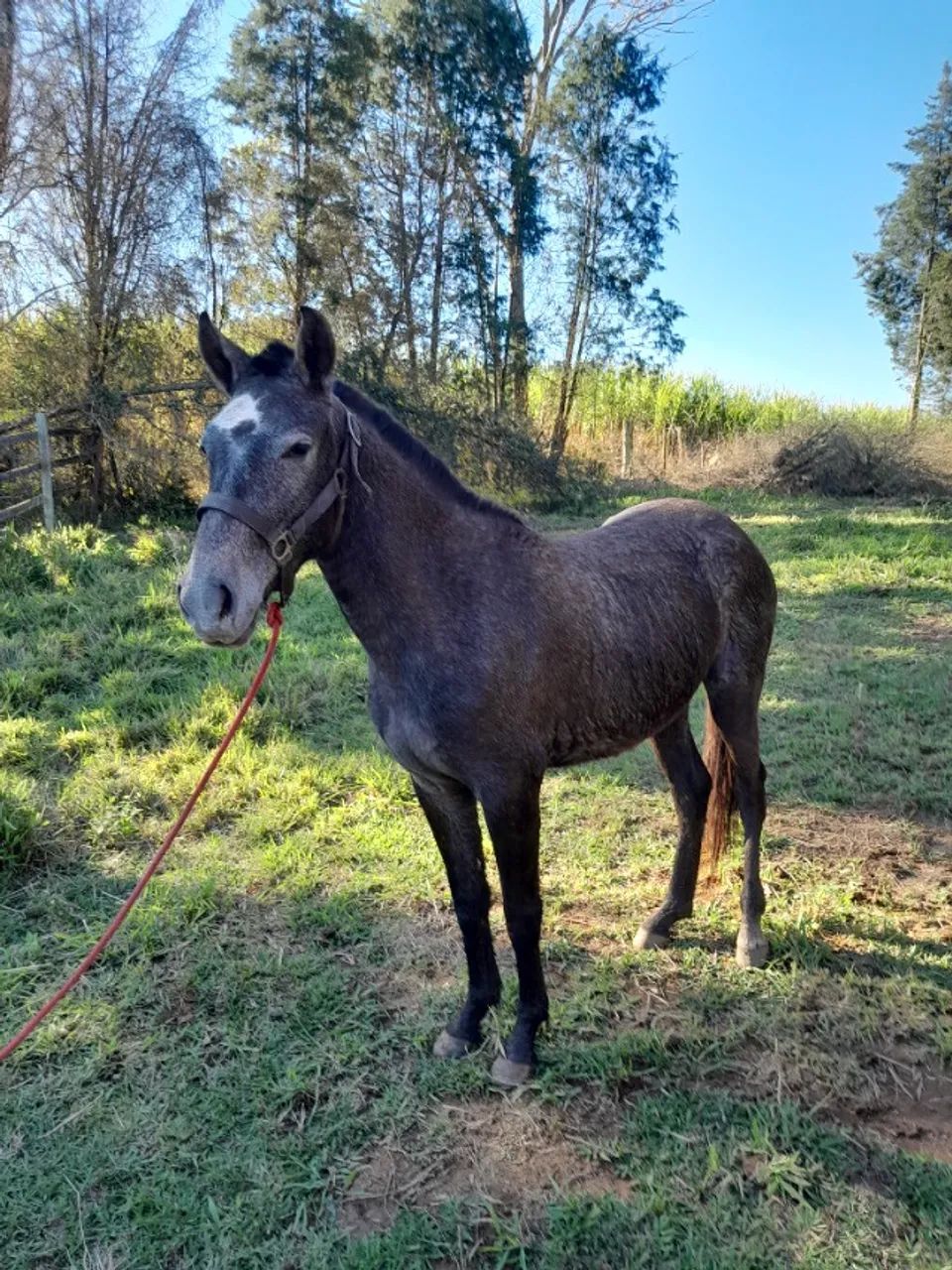 Vendo uma potra mangalarga marchador pura de marcha picada!!top!!! 