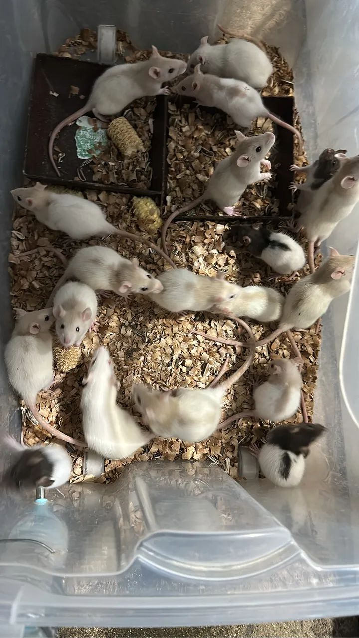 Filhotes rato Twister  - Foto 2