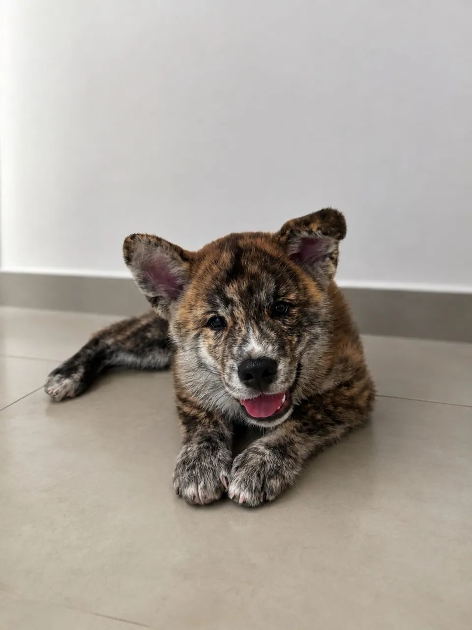 Filhote Akita Inu  - Foto 2