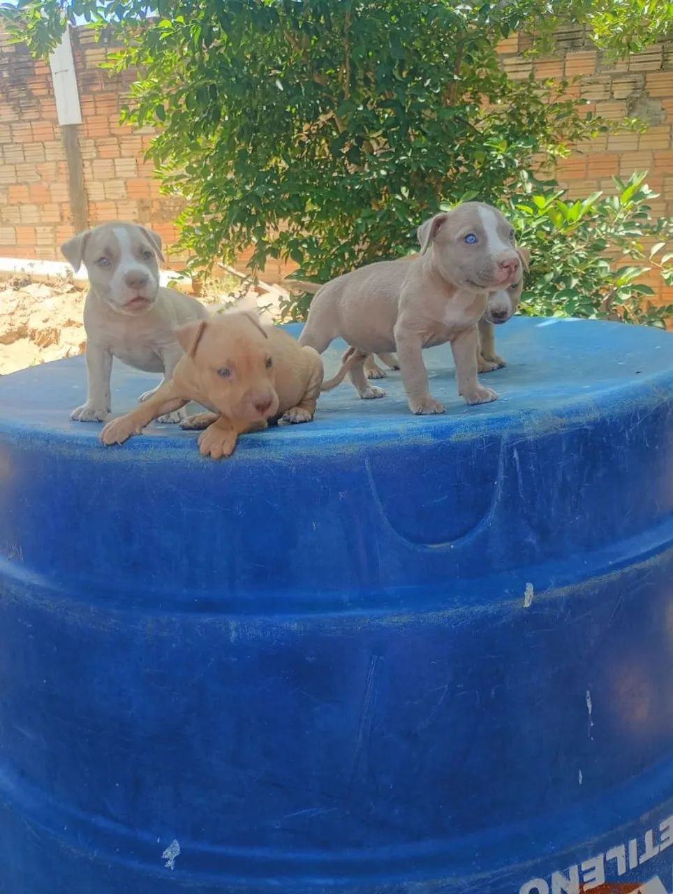 vende-se Pit Bull  - Foto 2