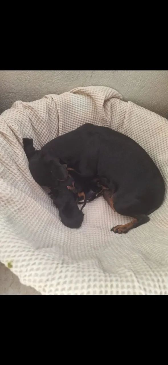 PINSCHER  - Foto 5