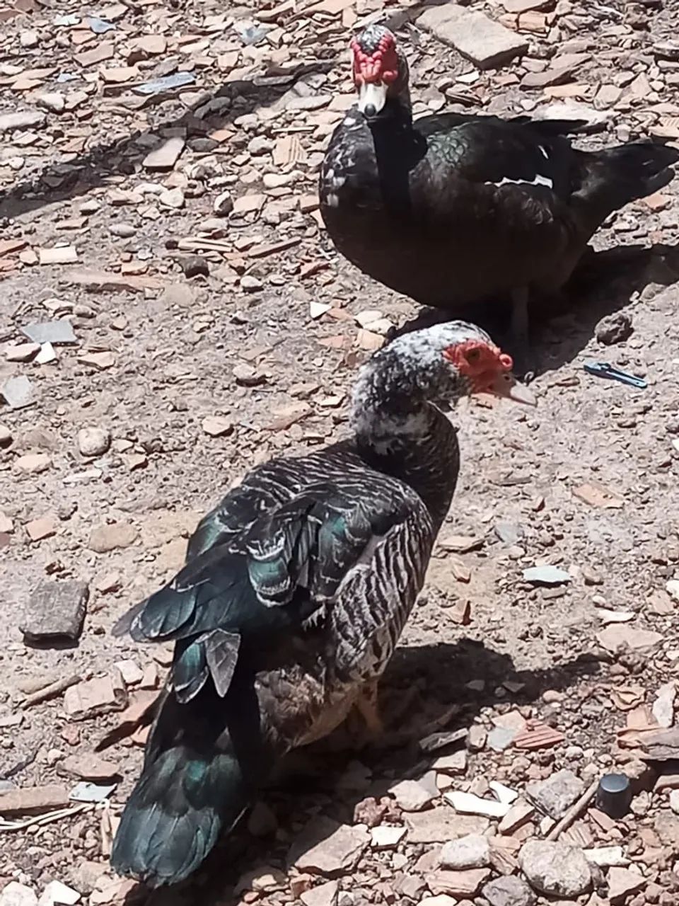 Pato  - Foto 3