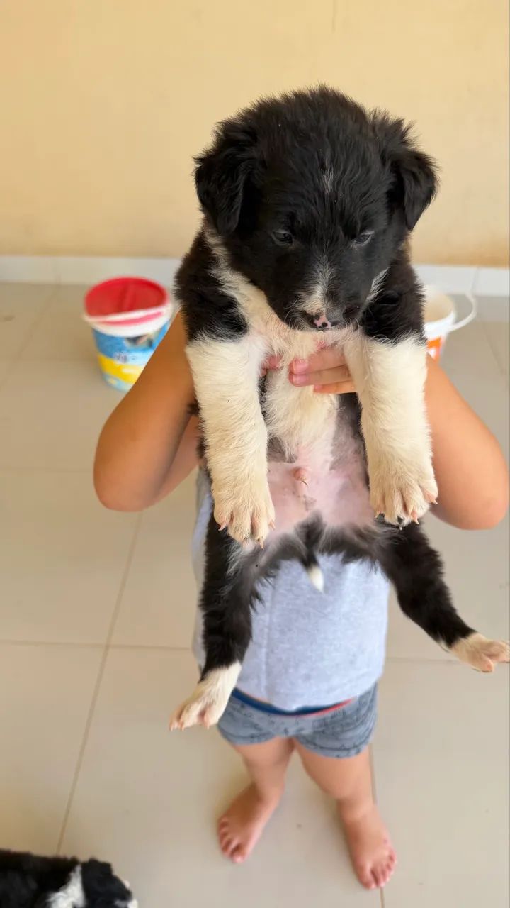 Filhotes de BORDER COLLIE 100%puro MACHO - Foto 2