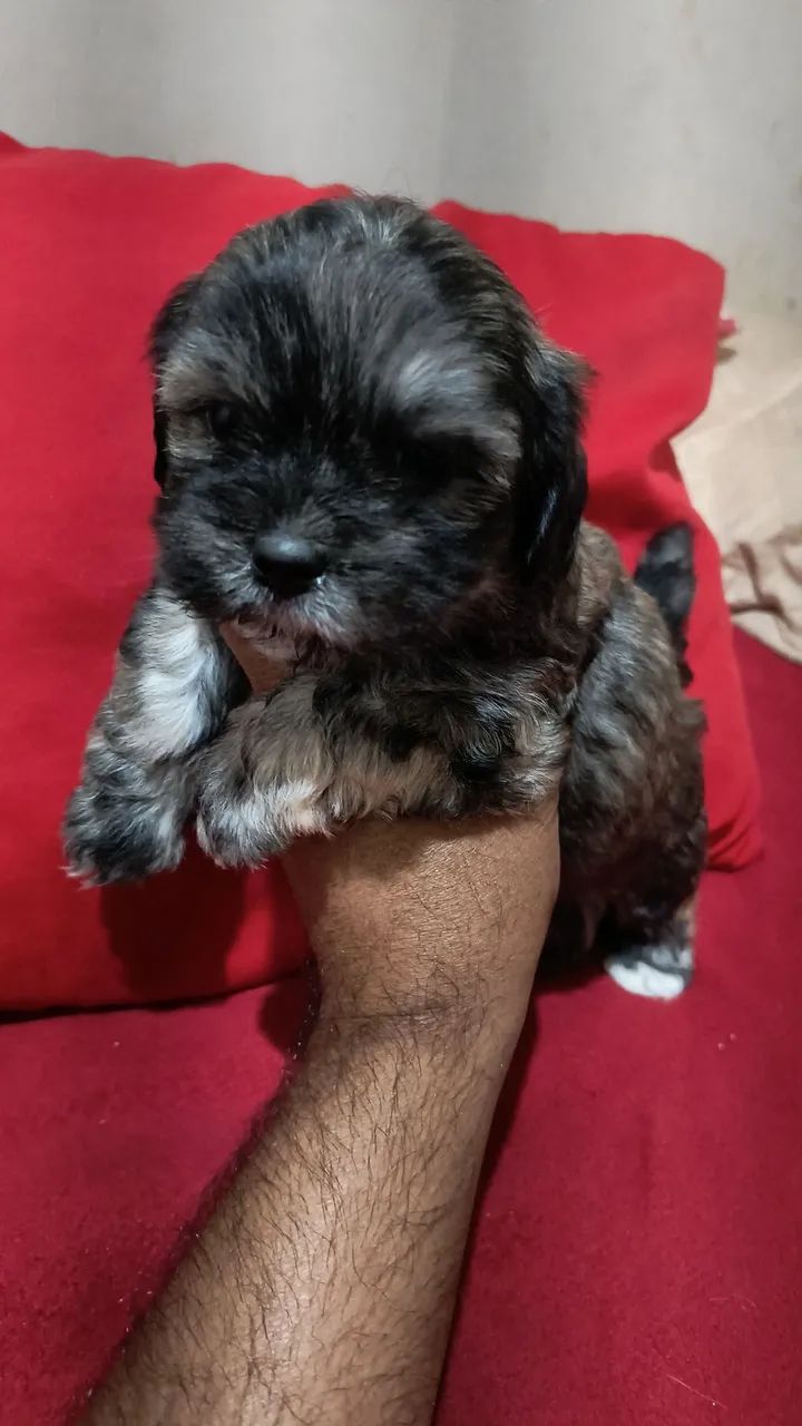 Lhasa macho 